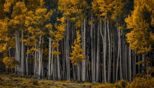 Aspen stand in the San Juan Mountains, Colorado